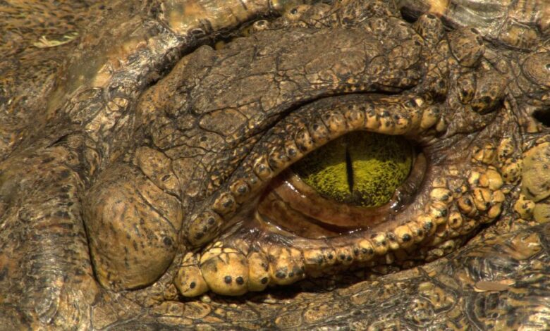 Untamed Africa Celebrated on Nat Geo