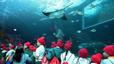 Photo of Vodacom ignites a green generation