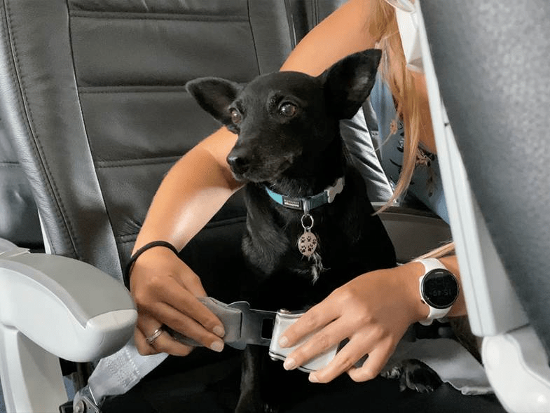 Small dogs on board LIFT