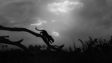 Photo of Sony World Photography National & Regional Awards Winners Announced